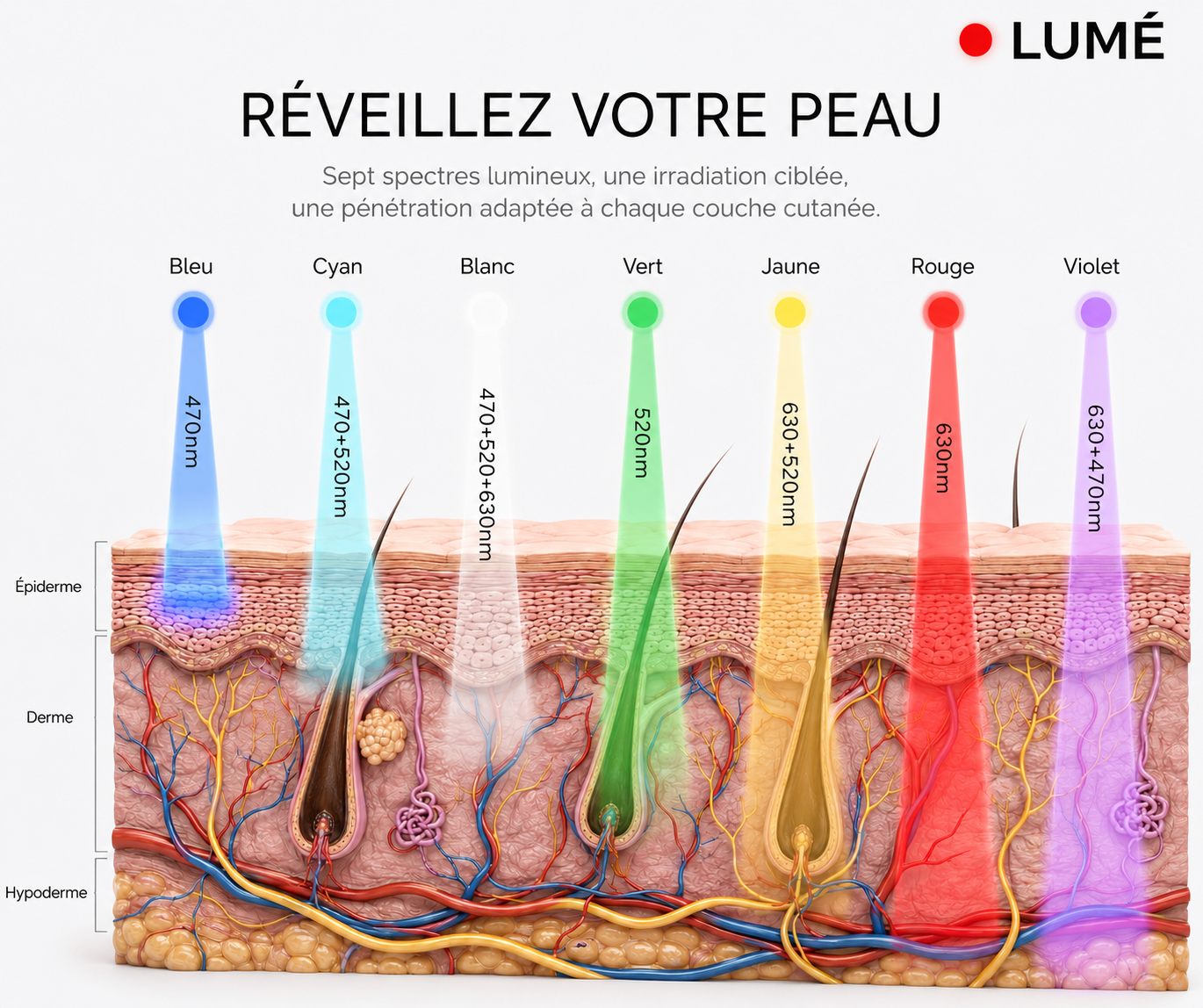 Pénétration des longueurs d'onde dans la peau